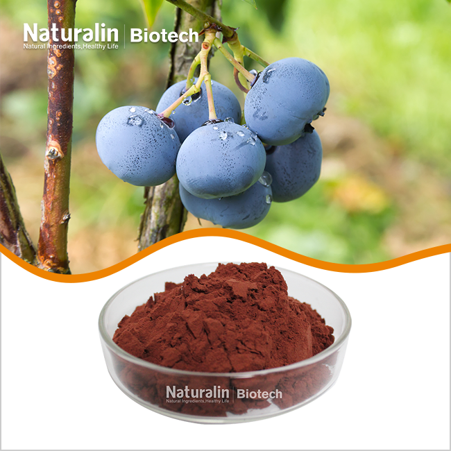 Bilberry Fruit Extract Powder Bilberry Fruit Extract Powder